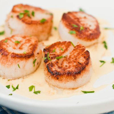 scallops-web