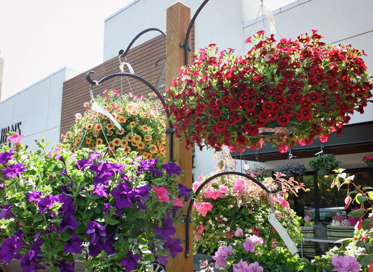 photo of hanging flower baskets