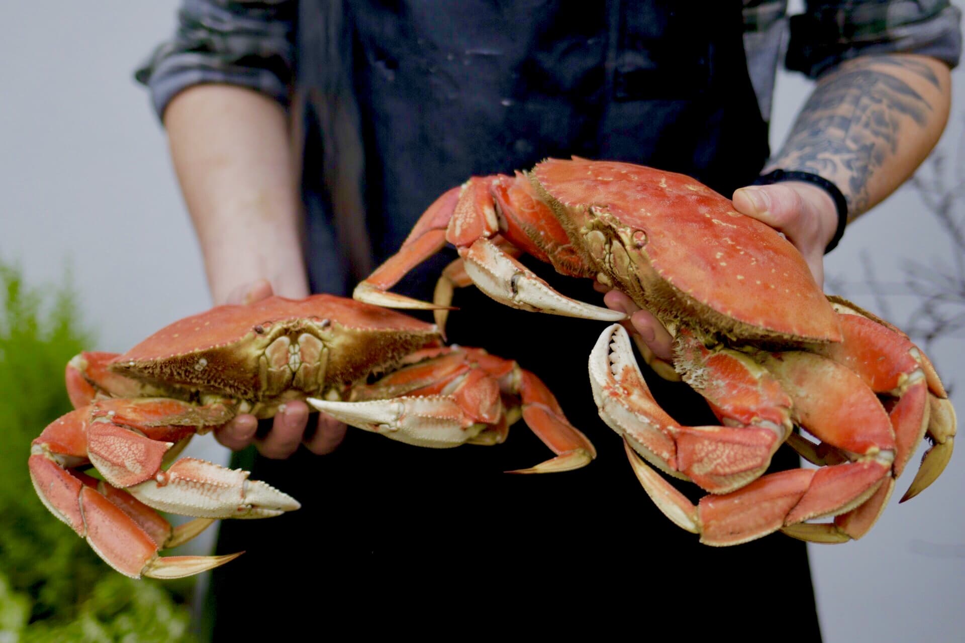 wild-caught cooked Dungeness crab from Washington, available at Zupan's Markets seafood section