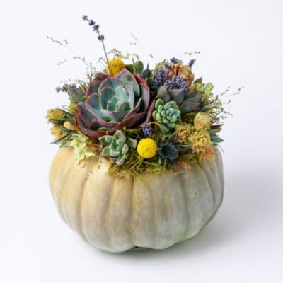 Autumn Pumpkin