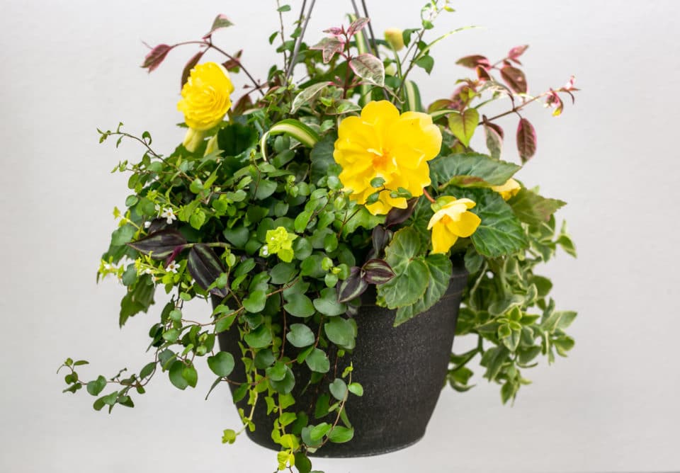 hanging basket of yellow flowers from the flower department at Zupan's Markets