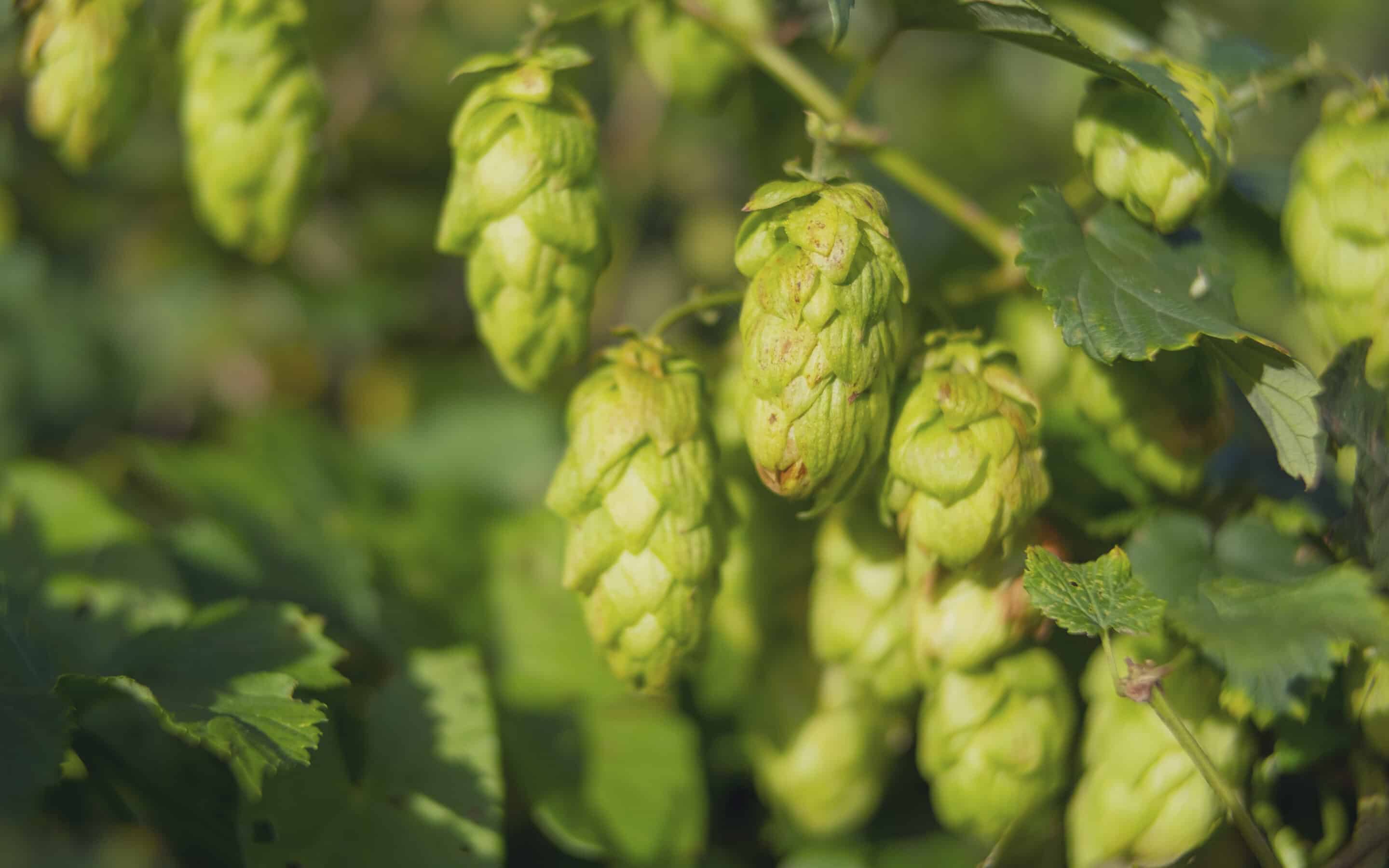 hops growing