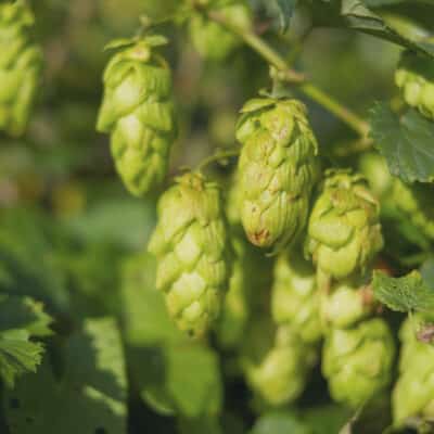 Hops growing during summer in nature used for beer brewing