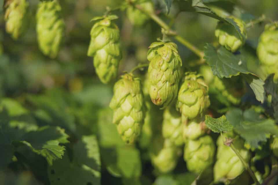 hops growing