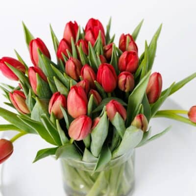 Valentine's Day Tulips Galore