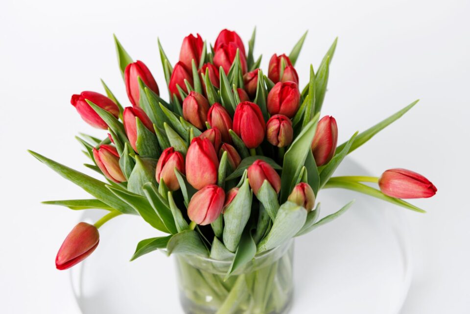 Valentine's Day Tulips Galore