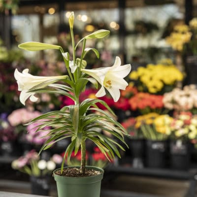 Easter Lily - Plastic Pot