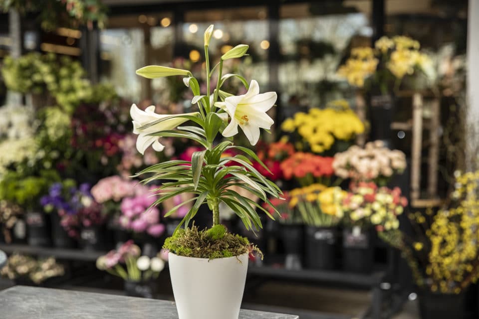 Easter Lily in White Pot with Moss