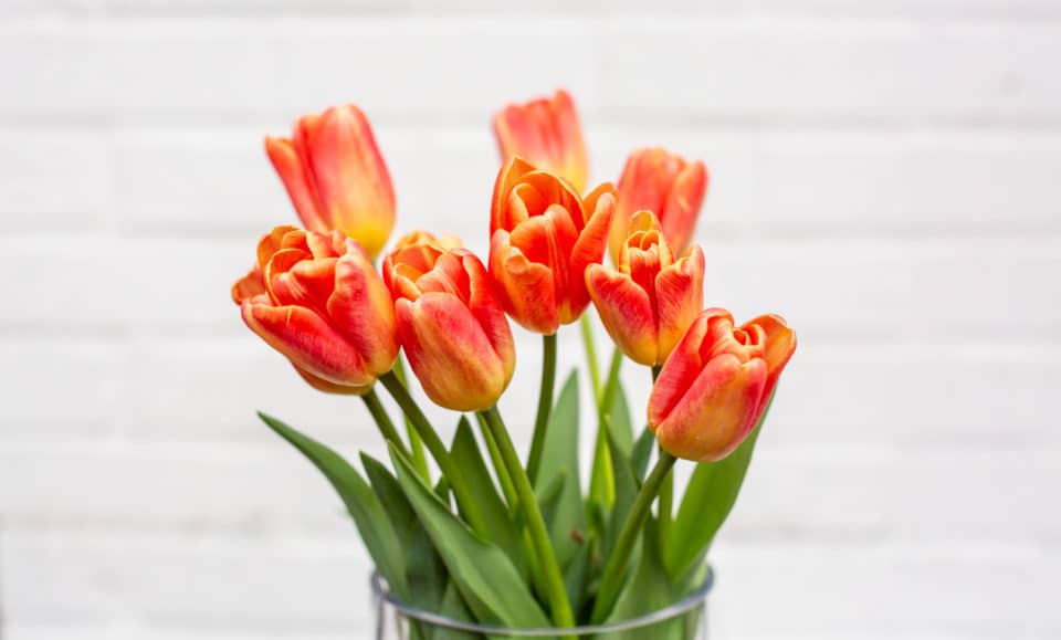 Orange/Red Tulips