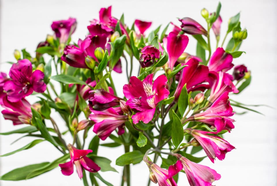 Pink Alstroemeria