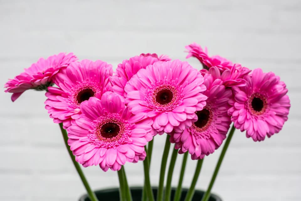 Pink Mini Gerbera Daisies