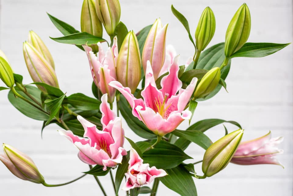 Pink Oriental Lilies