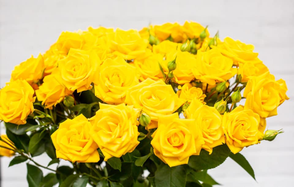 Spray Roses