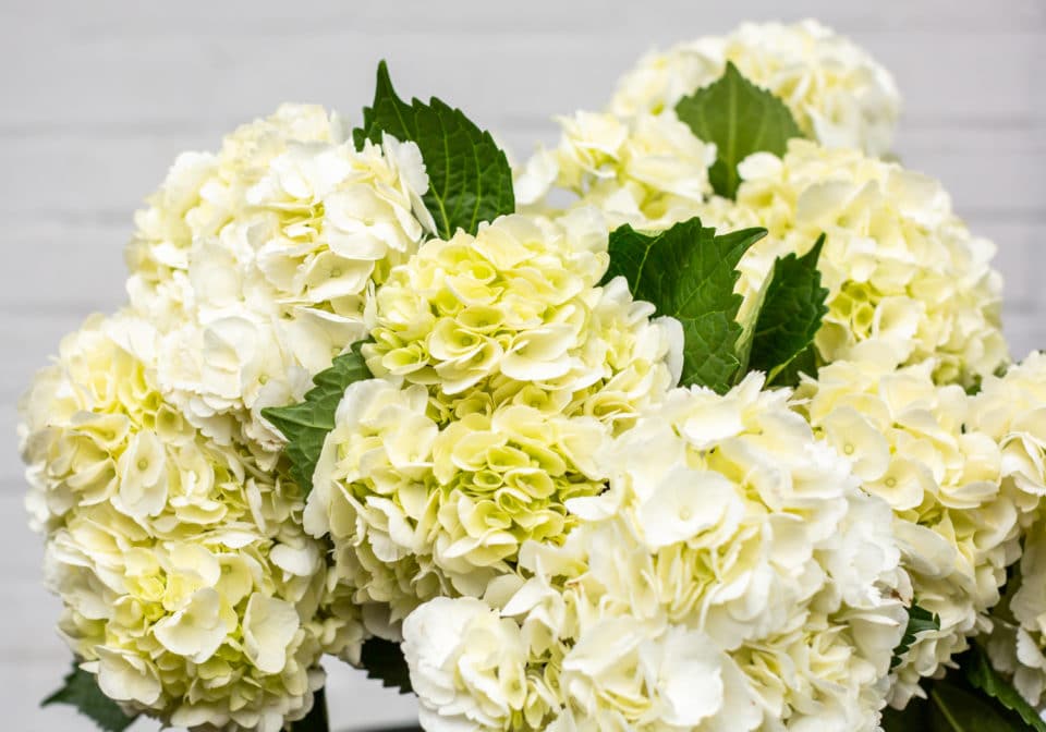 White Hydrangea