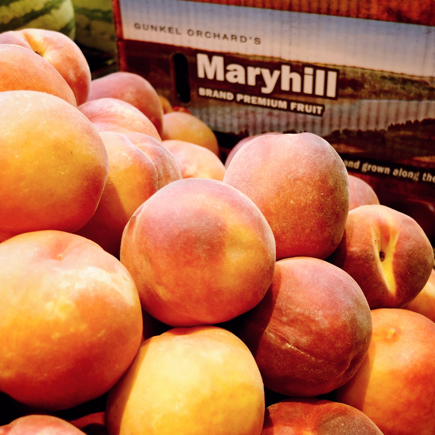 Locally Grown Maryhill Peaches from Gunkel Orchards