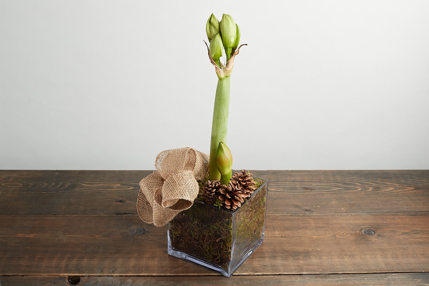 Potted Amaryllis