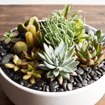 succulent arrangement