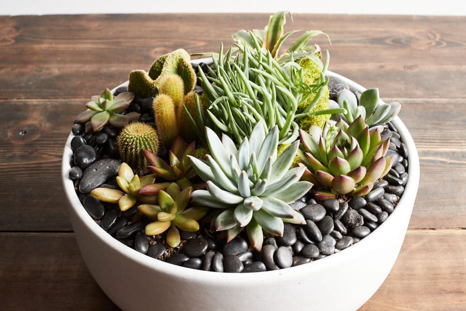 succulent arrangement