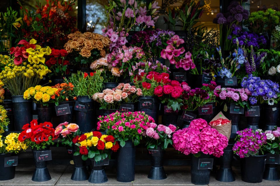 the flower selection from the Burnside Zupan's Markets