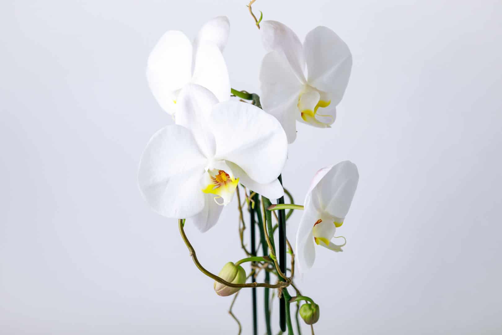 white orchid plant from Zupan's Markets