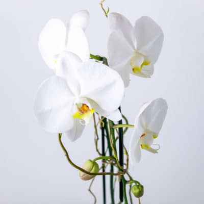white orchid plant from Zupan's Markets