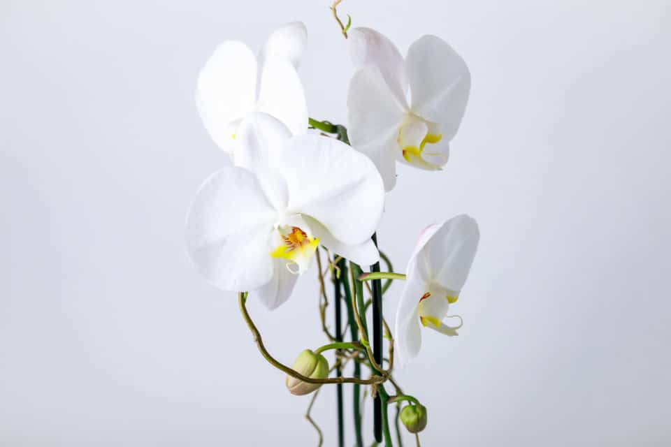 white orchid plant from Zupan's Markets