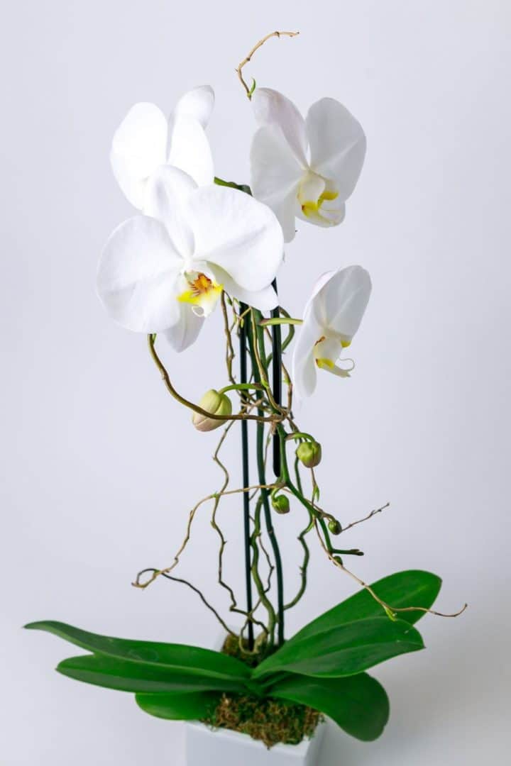 Orchid plant