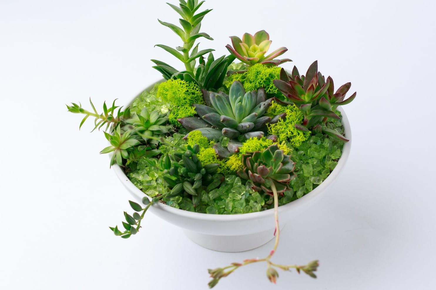 succulent assortment from Zupan's