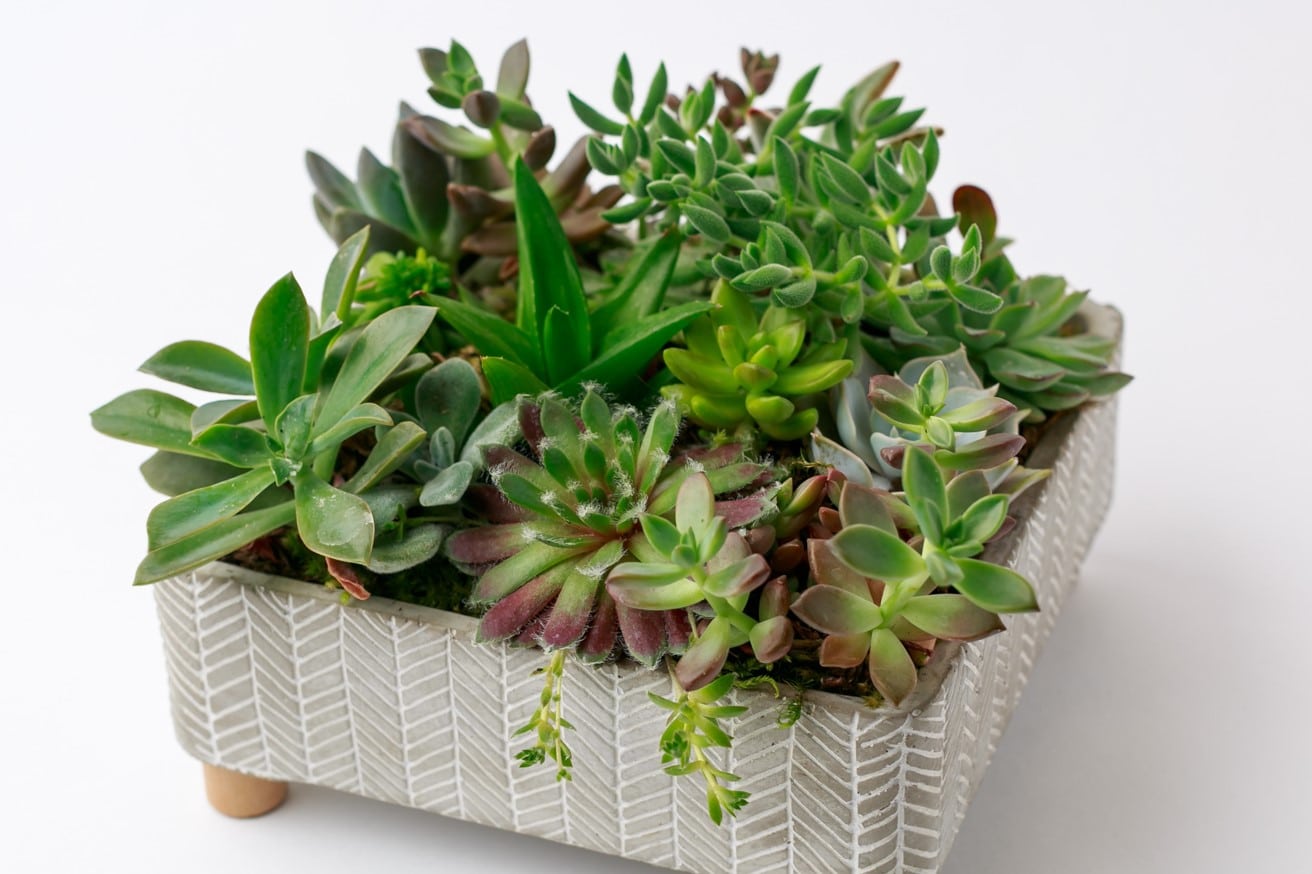 succulent plant from the Zupan's flower department