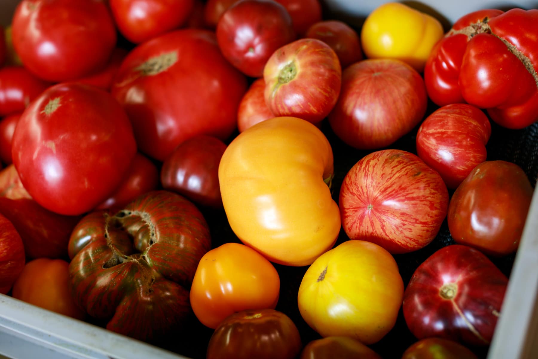 container full of heirloom tomatoes