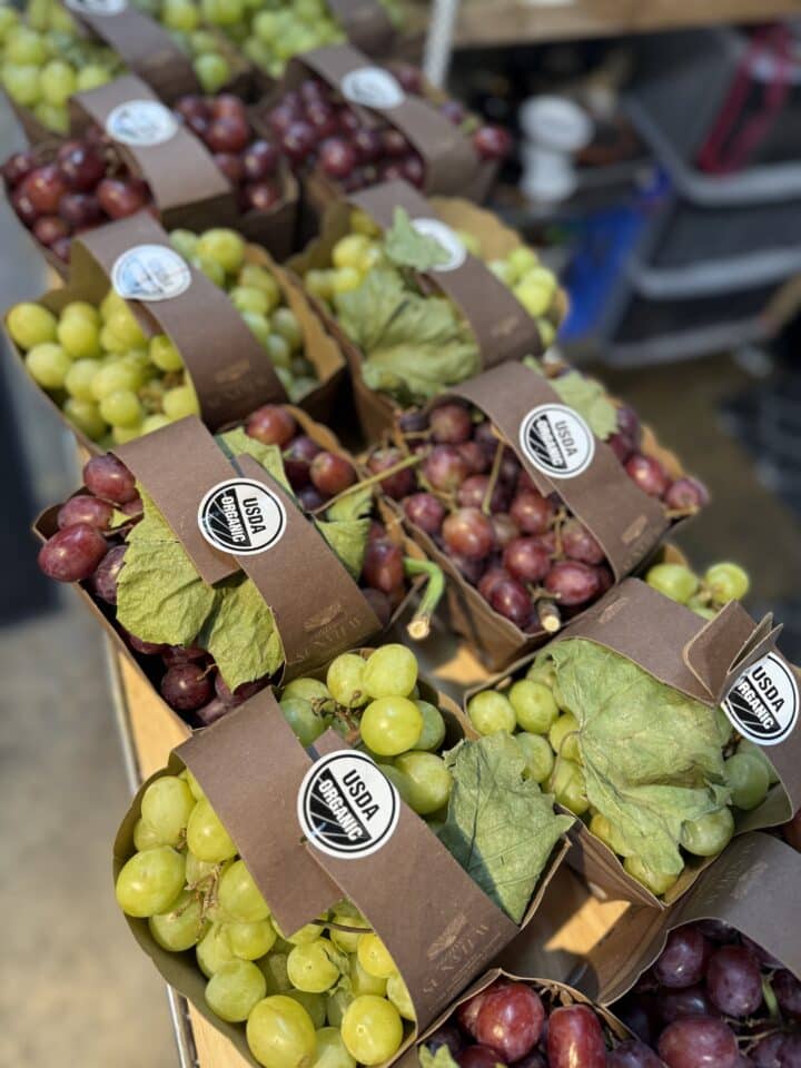 Organic grape varieties