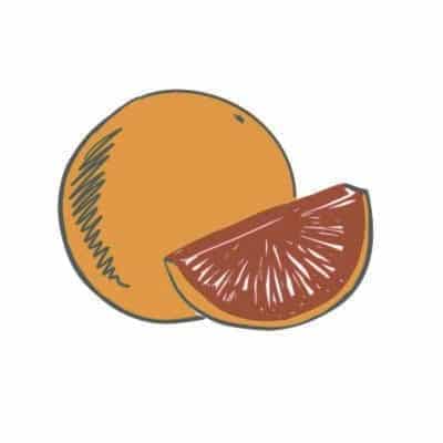 blood orange illustration
