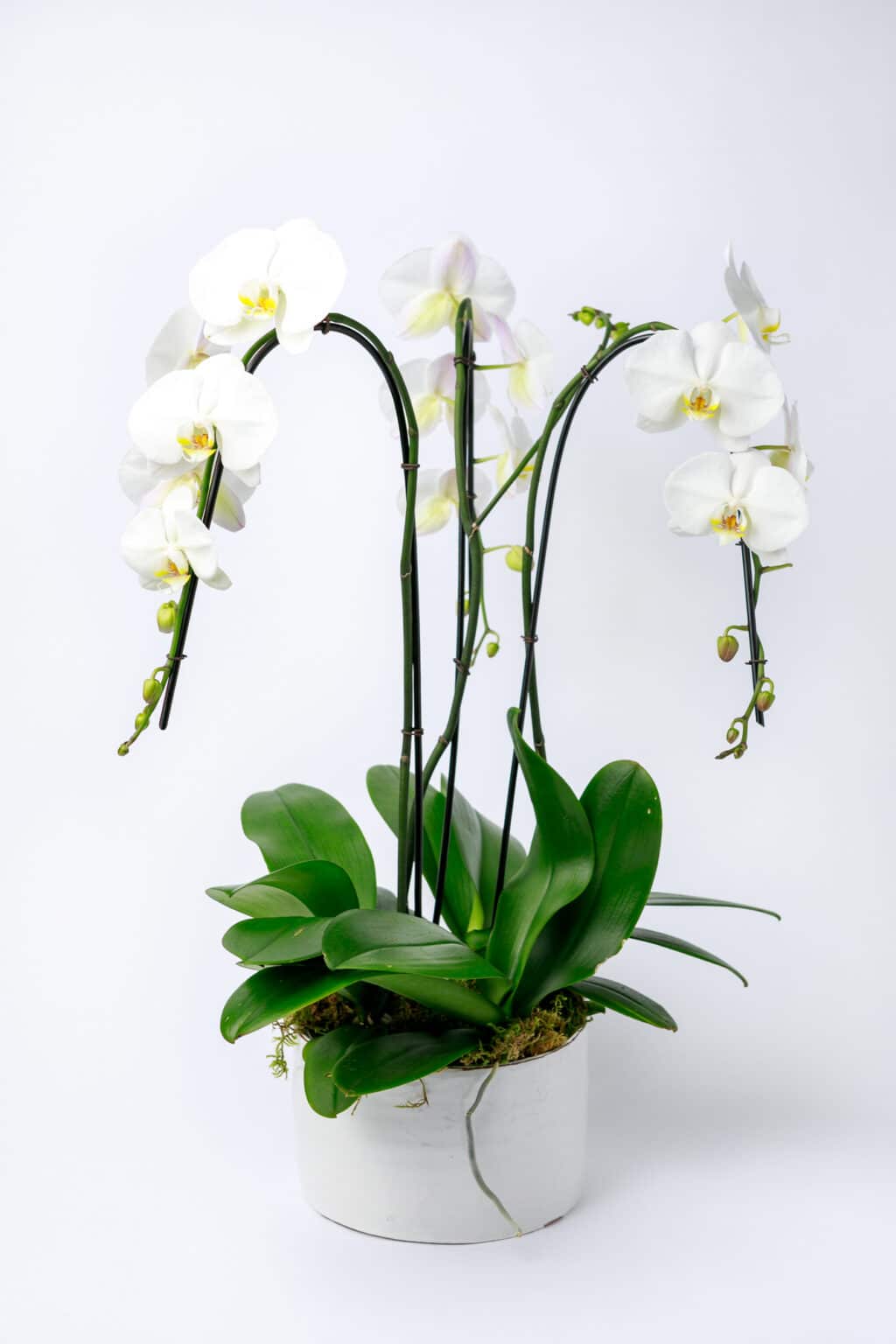Orchid Floral Arrangement, Portland Floral Delivery
