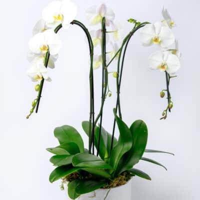 Orchid Planter - Mini, $45