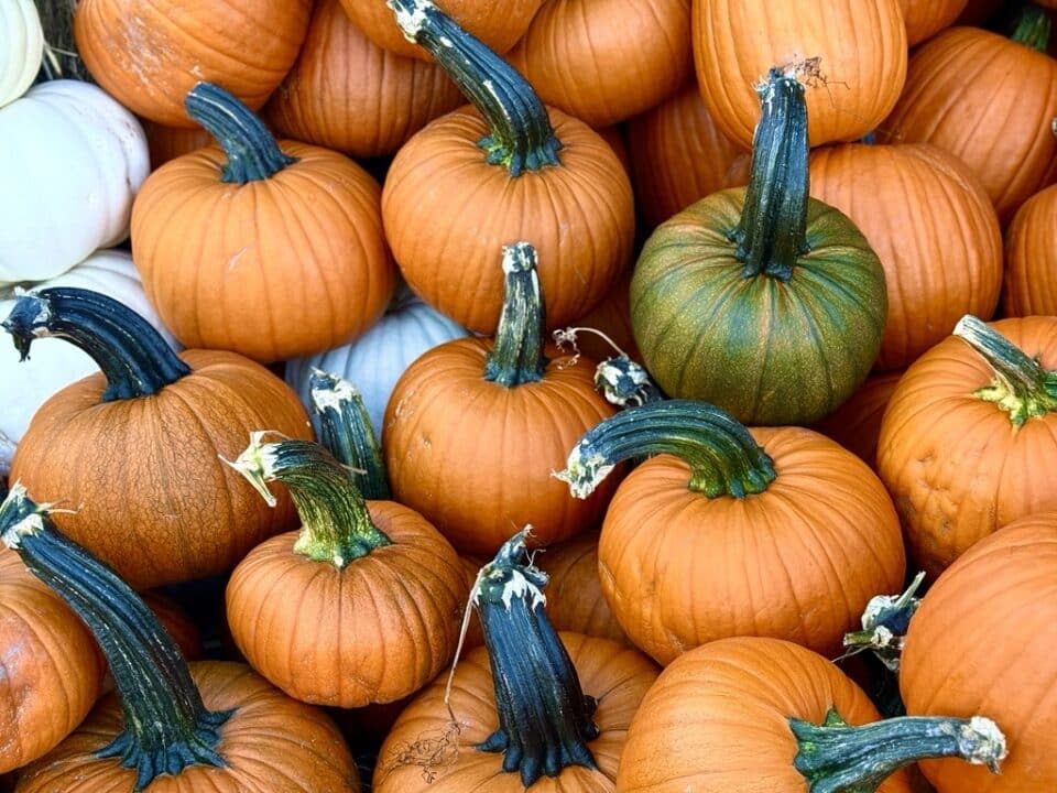 Columbia Farms Pumpkins