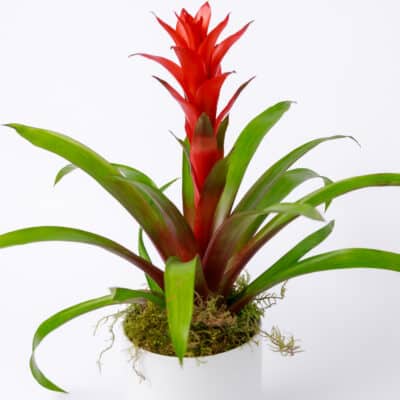 Bromeliad Plant