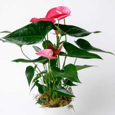 Anthurium Plant
