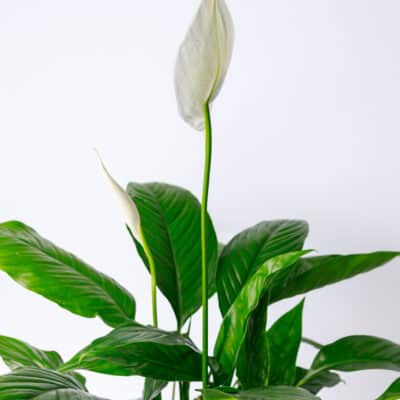 Peace Lily