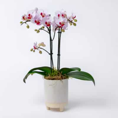Mini Orchid in Pot
