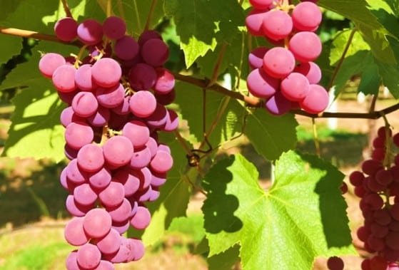 Organic specialty table grape sold at Zupan's Markets, Portland