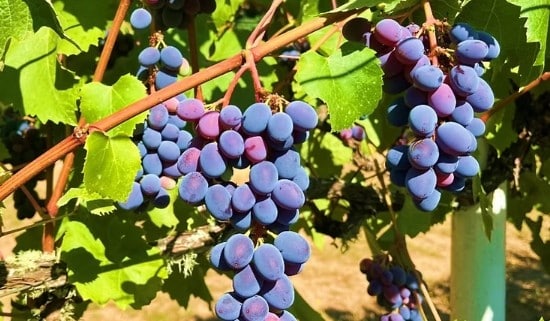 Organic specialty table grapes grown in the Willamette Valley and sold at Zupan's Markets, Portland