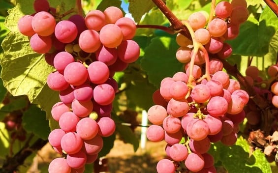 Organic specialty table grape grown in the Willamette Valley and sold at Zupan's Markets, Portland