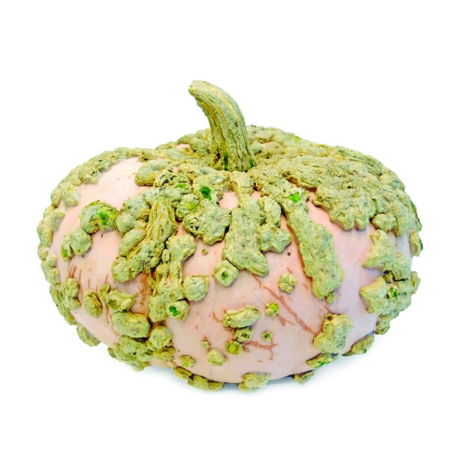 Galeux Pumpkin