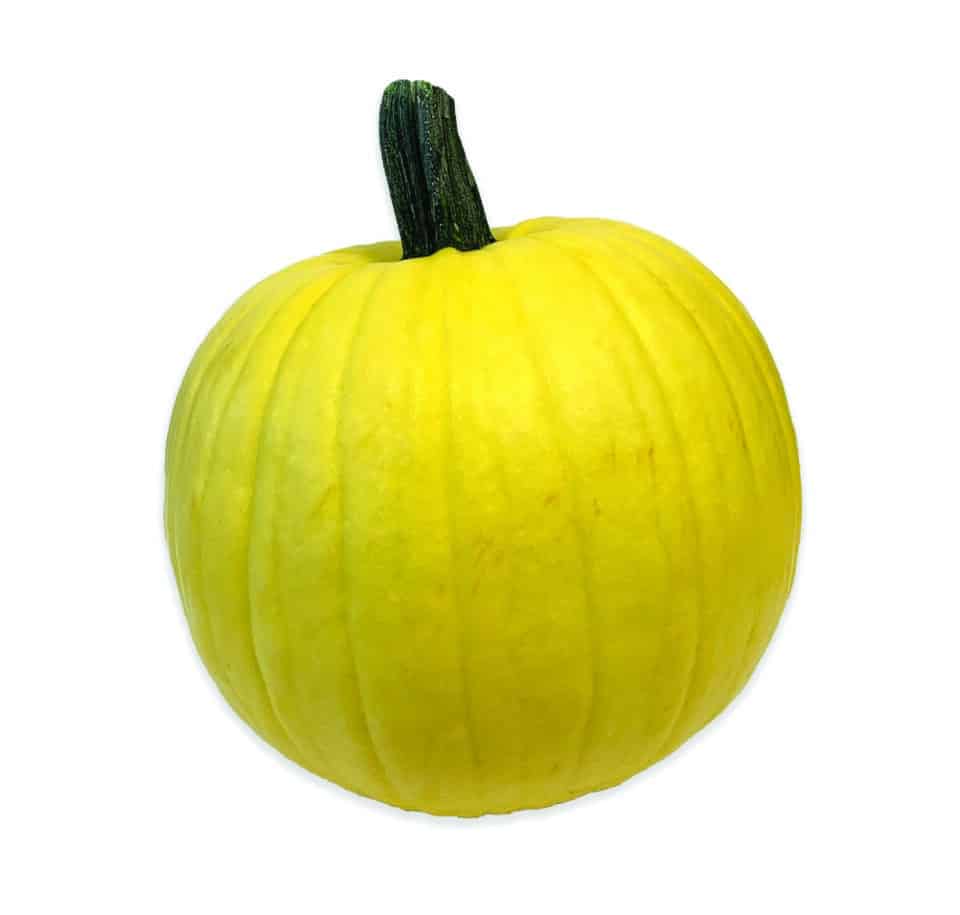Mellow Yellow Pumpkins at Zupan's Markets