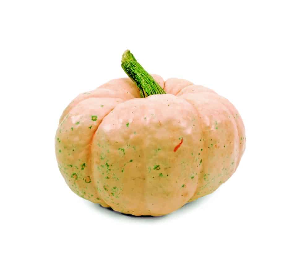 Porcelain Doll pumpkins at Zupan's Markets