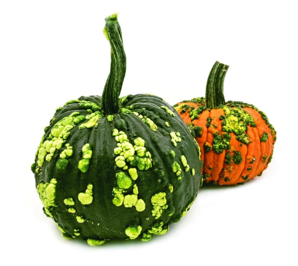 Warty pumpkins at Zupan's Markets