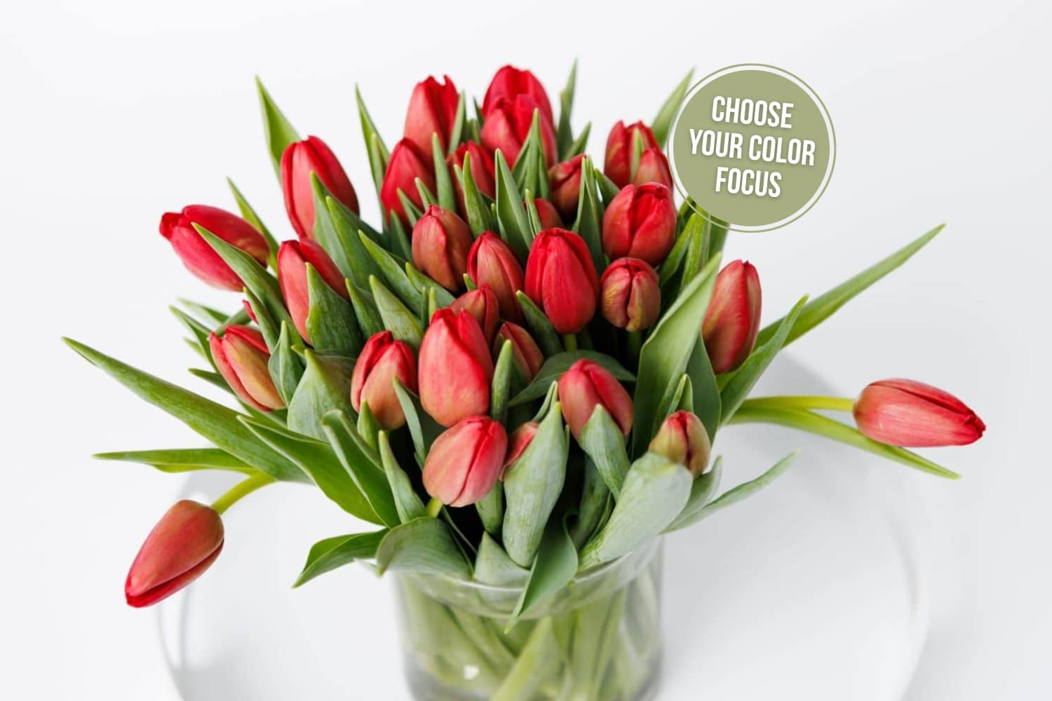 bouquet of red roses with a white background